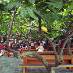 Wisata Edukasi Rasa Kakao: Menyelami Pesona Desa Cokelat di Jantung Jawa Timur
